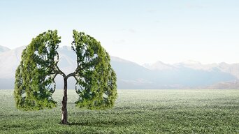 Wiese mit Hügeln und Nebel im Hintergrund, im Vordergrund ist ein Baum | © bösch heizung.klima.lüftung
